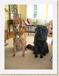 CIMG6348 * River and Kiera started out behaving so well for Beth... * River and Kiera started out behaving so well for Beth... * 480 x 640 * (68KB)