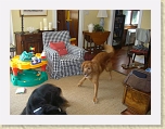 CIMG6356 * River and Kiera rough-housing after behaving so well initially * River and Kiera rough-housing after behaving so well initially * 640 x 480 * (104KB)