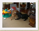 CIMG6358 * River and Kiera rough-housing after behaving so well initially * River and Kiera rough-housing after behaving so well initially * 640 x 480 * (86KB)